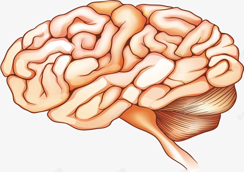 人类的大脑矢量图eps免抠素材_新图网 https://ixintu.com 人类大脑 大脑 大脑结构 矢量素材 矢量图