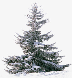 冬季白色松树美景素材
