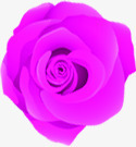 紫色玫瑰花温馨装饰素材