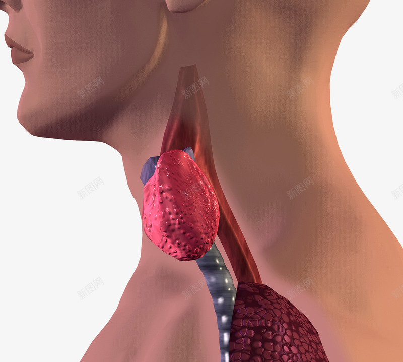 甲状腺激素分泌png免抠素材_新图网 https://ixintu.com 人体结构 喉咙 激素分泌 甲状腺