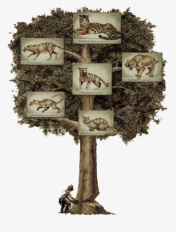 创意猎豹树上的老虎高清图片