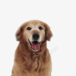 中型犬大金毛高清图片