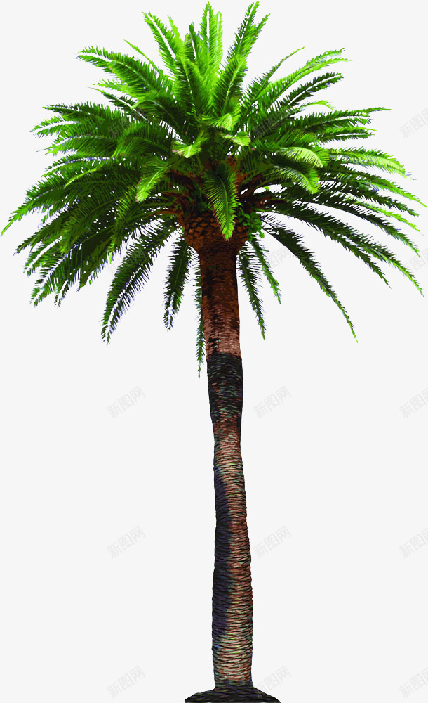 一颗椰树矢量图eps免抠素材_新图网 https://ixintu.com 植物 椰树 绿色 矢量图