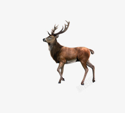 锷冲姩鑺圣诞麋鹿高清图片