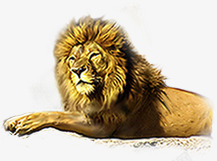 金色狮子手绘动物素材