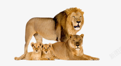 狮子一家png免抠素材_新图网 https://ixintu.com 一家 兽中王 动物 狮子 狮群 群居