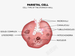 胃壁细胞中分布的线粒体彩色插图素材
