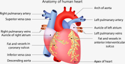 人体心脏血管结构分析图素材