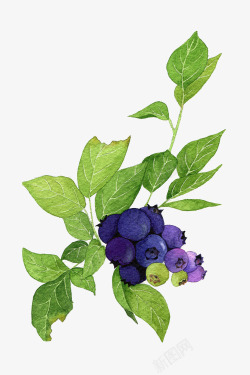 蓝莓和绿叶素材