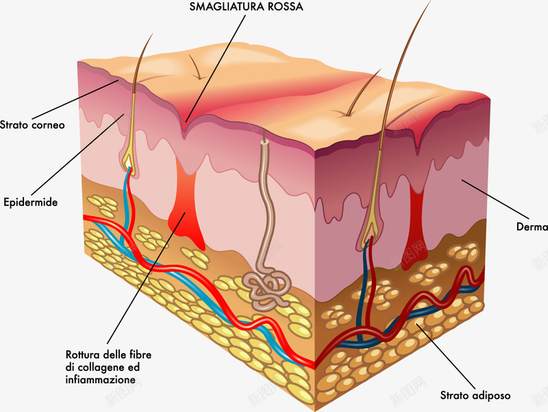 人体皮肤结构分析图png免抠素材_新图网 https://ixintu.com 人体皮肤结构 医学研究 装饰 面部皮肤结构