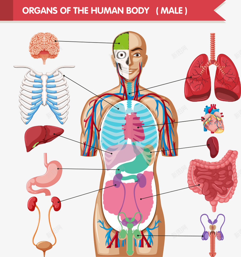 彩色人体结构png免抠素材_新图网 https://ixintu.com 人体 人体结构 大肠 彩色人体结构 骨架