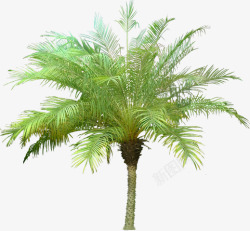 绿色树木椰树素材