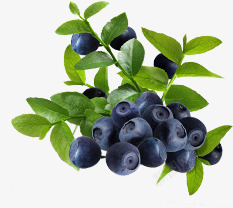 蓝莓果实树叶装饰素材
