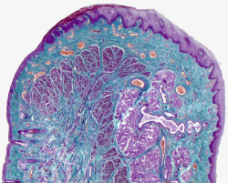 汗腺结构显微镜下的皮肤细胞高清图片