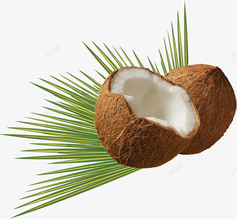 椰树上的椰子png免抠素材_新图网 https://ixintu.com 切开的椰子 果实 椰子 椰树 椰汁
