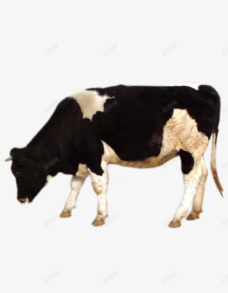 吃草的奶牛png免抠素材_新图网 https://ixintu.com 动物 吃草的牛 奶牛 家畜 牛 牛吃草