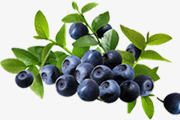 蓝莓植物树叶树枝素材