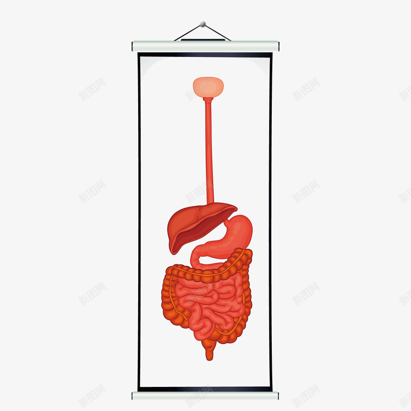 肠胃png免抠素材_新图网 https://ixintu.com 人体内脏 人体内脏器官 人体结构 内脏 内脏图 肠子 胃