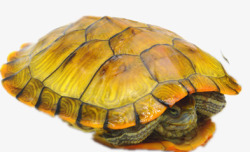 巴西龟乌龟高清图片