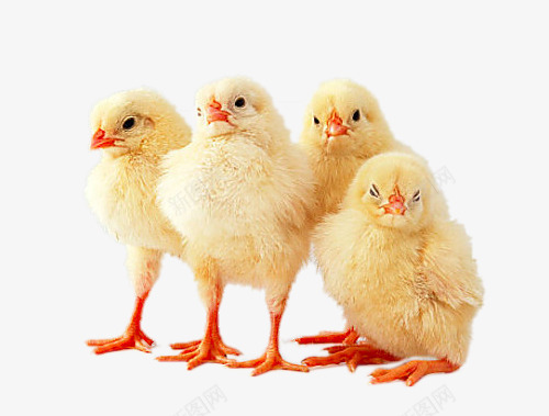 依偎在一起的小鸡png免抠素材_新图网 https://ixintu.com png图片 依偎在一起的小鸡 免费png 免费png元素 广告创意 鸡仔