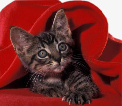 红色的被子被窝里的猫高清图片