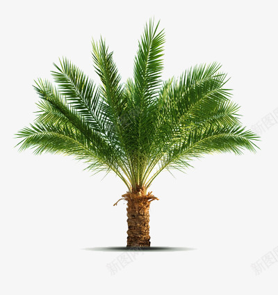 笔直的椰树png免抠素材_新图网 https://ixintu.com 三亚 向上 绿色
