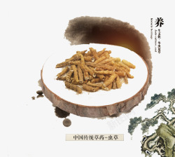 虫草实物图素材