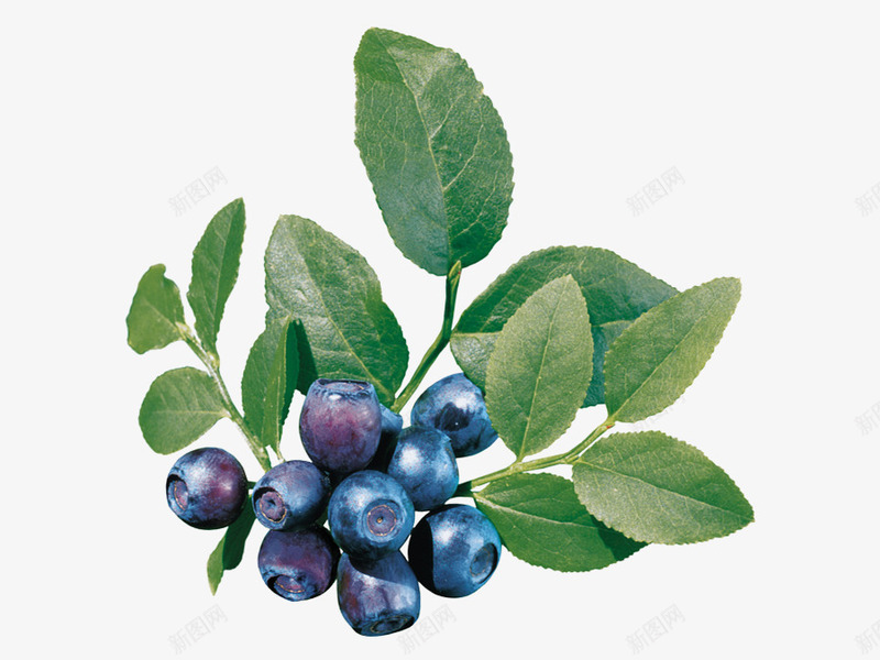 蓝莓果实png免抠素材_新图网 https://ixintu.com 果实 水果 蓝莓
