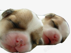 小狗崽睡着的小狗崽崽高清图片