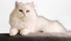 白色波斯猫素材