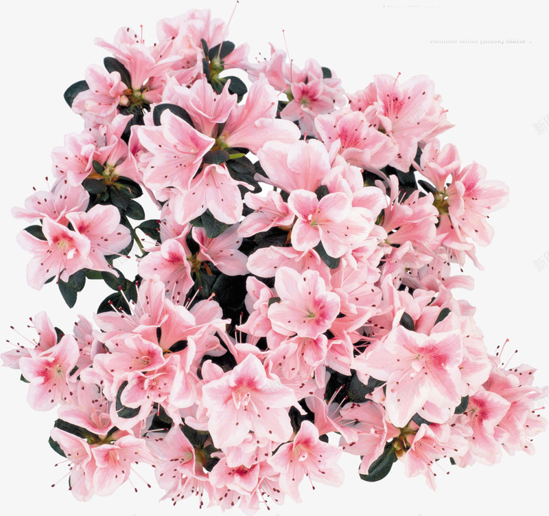 温馨浪漫的花朵装饰png免抠素材_新图网 https://ixintu.com 卡通手绘 植物 粉色花朵 绿植 花卉 花朵 装饰图