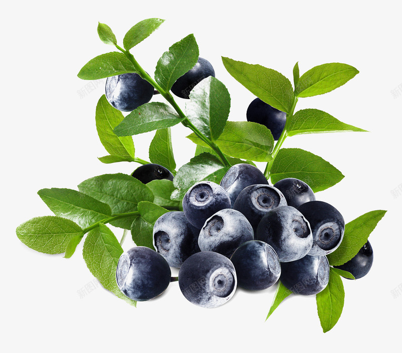 绿叶美味营养蓝莓png免抠素材_新图网 https://ixintu.com 绿叶 美味 营养