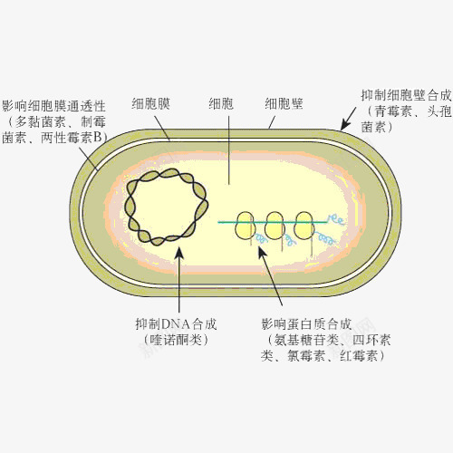 细菌分解png免抠素材_新图网 https://ixintu.com 放大倍数细菌 显微镜下的细菌 显微镜细胞 硝化细菌 细菌图片 细菌试验 超级细菌