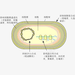 细菌分解素材