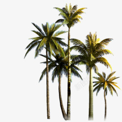 椰树林椰树林高清图片