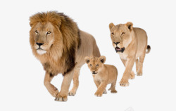狮群狮子一家高清图片