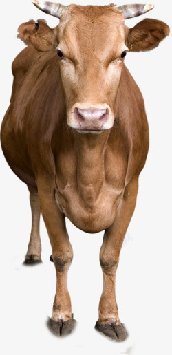 奶牛前脸动物素材