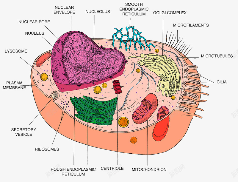 彩色细胞核结构png免抠素材_新图网 https://ixintu.com 3D细胞模型 动物细胞 核糖核酸 植物细胞 模型结构 横断面 细胞核 细胞膜 细胞质