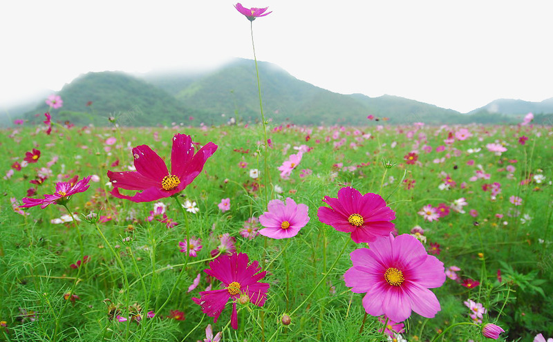 花海群山环绕png免抠素材_新图网 https://ixintu.com 山 花海 装饰素材