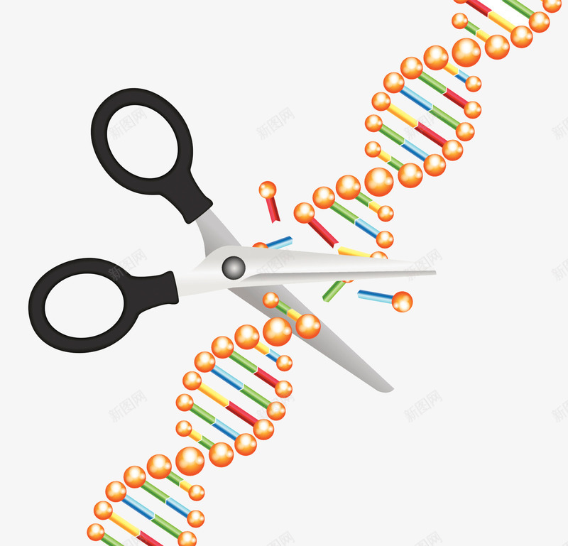 染色体结构png免抠素材_新图网 https://ixintu.com 分子结构 剪刀 染色体 遗传研究