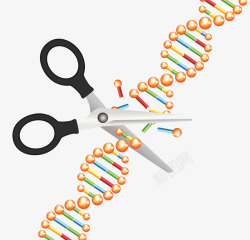 遗传研究染色体结构高清图片