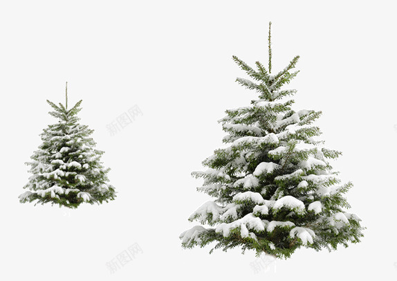 有雪的松树png免抠素材_新图网 https://ixintu.com 两棵 圣诞节 松树 雪
