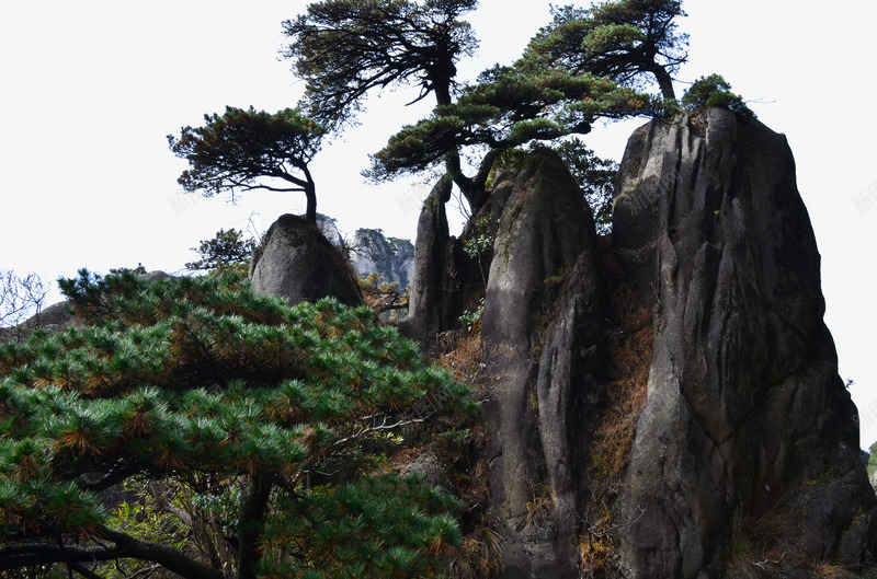 苍劲的庐山松树png免抠素材_新图网 https://ixintu.com 庐山 怪石 景区