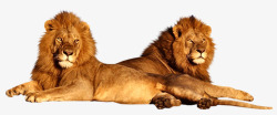 威武的雄狮图片狮子高清图片