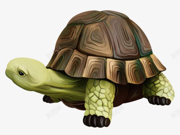 水彩乌龟png免抠素材_新图网 https://ixintu.com 乌龟 乌龟图案 宠物 手绘 水彩 爬行动物 绿色 龟壳