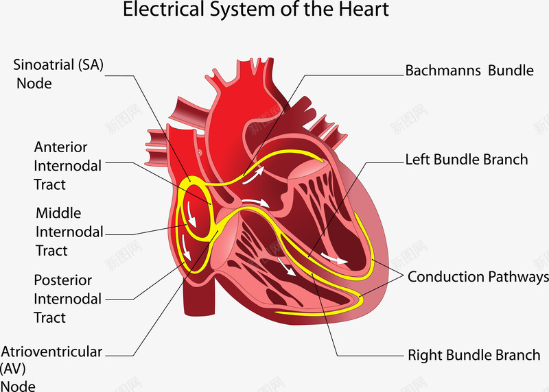心脏结构图png免抠素材_新图网 https://ixintu.com 人体内脏器官 人体内脏结构 内脏图 心脏