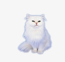 白色加菲猫素材