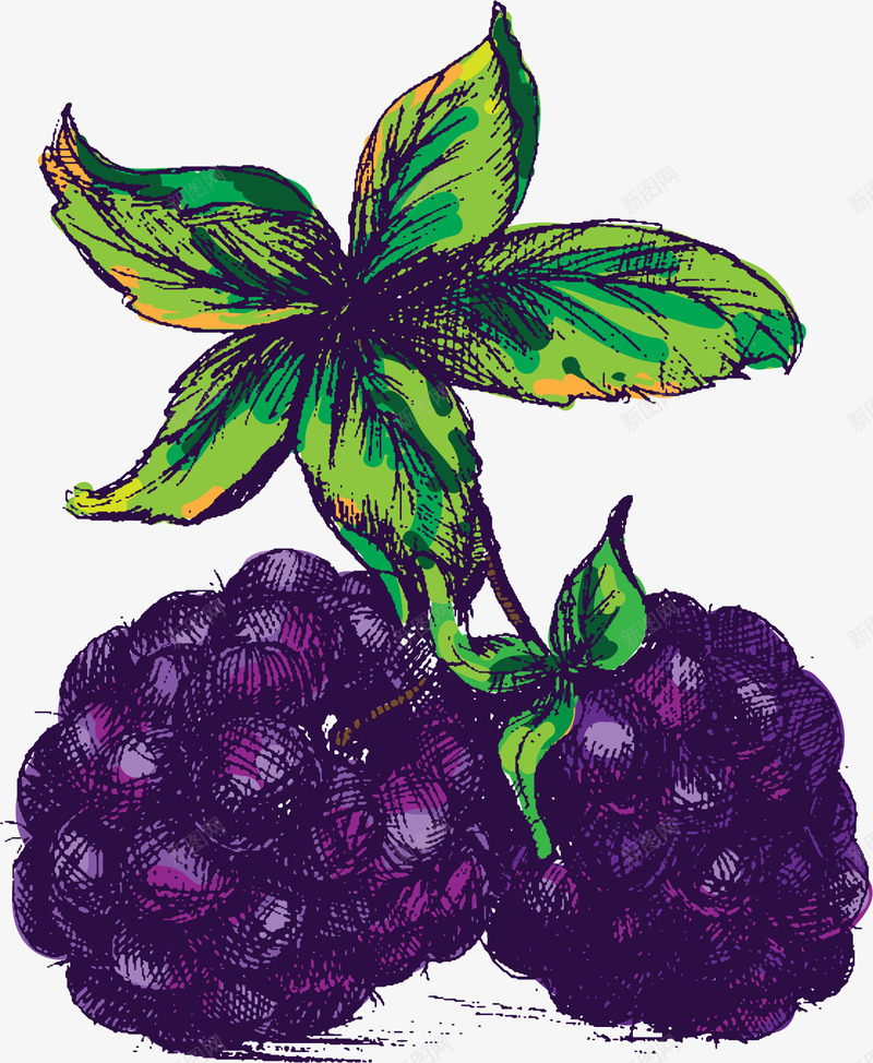 紫色蓝莓果png免抠素材_新图网 https://ixintu.com 手绘风 桑葚 矢量素材 蓝莓 蓝莓果