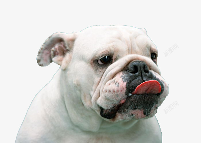 白色的吐舌头的狗png免抠素材_新图网 https://ixintu.com 产品实物 动物 宠物狗 狗 白色狗