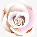 白色玫瑰花温馨装饰png免抠素材_新图网 https://ixintu.com 温馨 玫瑰花 白色 装饰